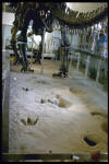 Musuem diorama of trackway formation