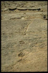 dinosaur footprint trackway