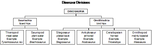 graphic organizer of dinosaur divisions