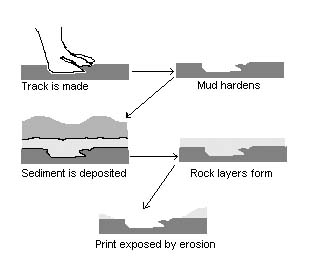 How trackway fossils are formed.