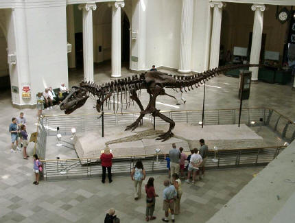 T-Rex "Sue" at the Field Museum in Chicago.